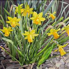 Load image into Gallery viewer, MARCH DAFFS - Fine Art Print
