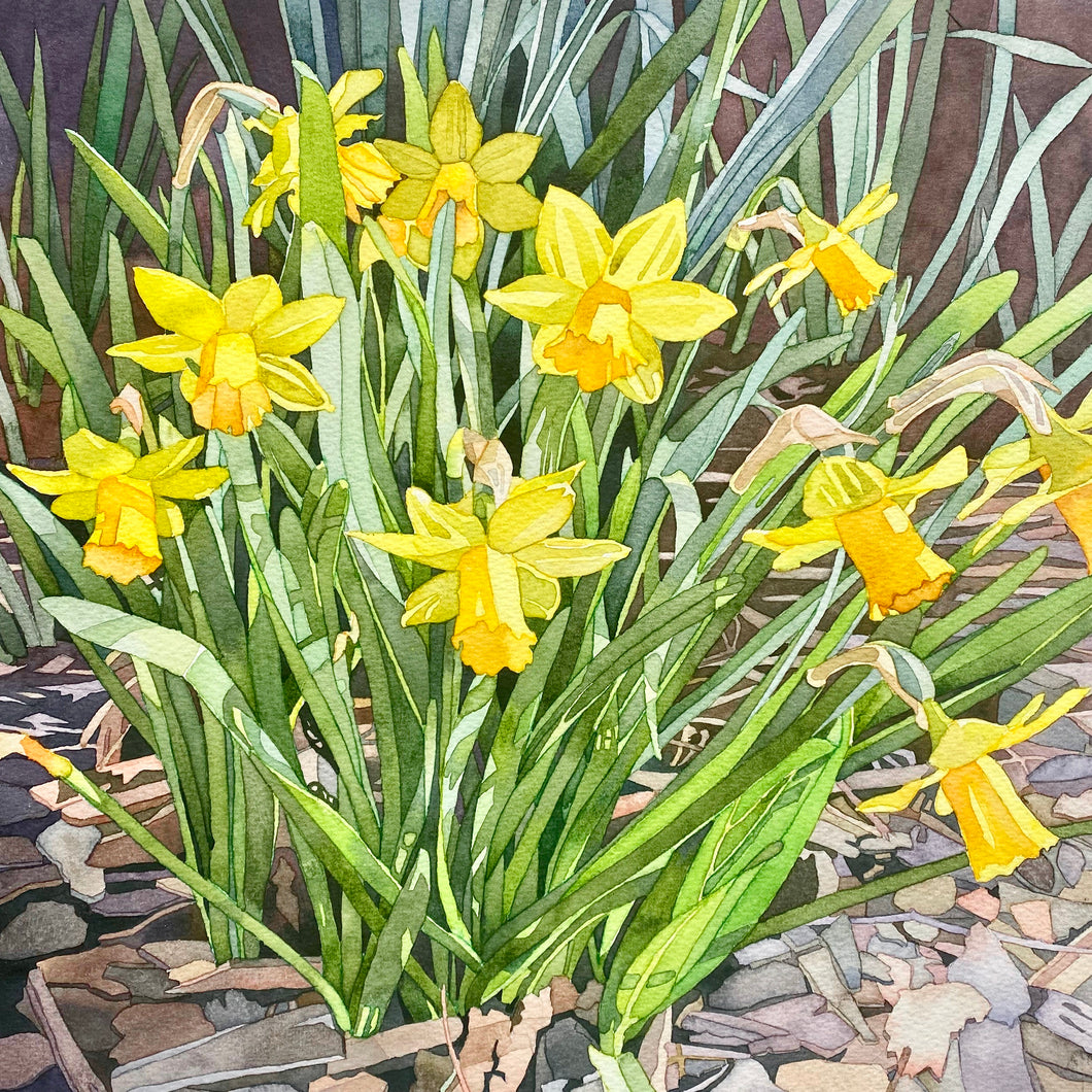 MARCH DAFFS - Greetings Card