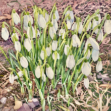 Load image into Gallery viewer, FEBRUARY SNOWDROPS - Fine Art Print
