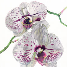 Load image into Gallery viewer, MOTH ORCHID - Greetings Card
