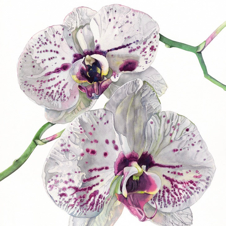 MOTH ORCHID - Greetings Card