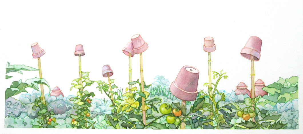 GROWING TOMATOES - Commission an Illustration