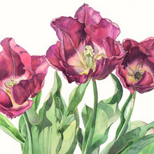 Load image into Gallery viewer, TULIP MAGIC LAVENDER - Greetings Card
