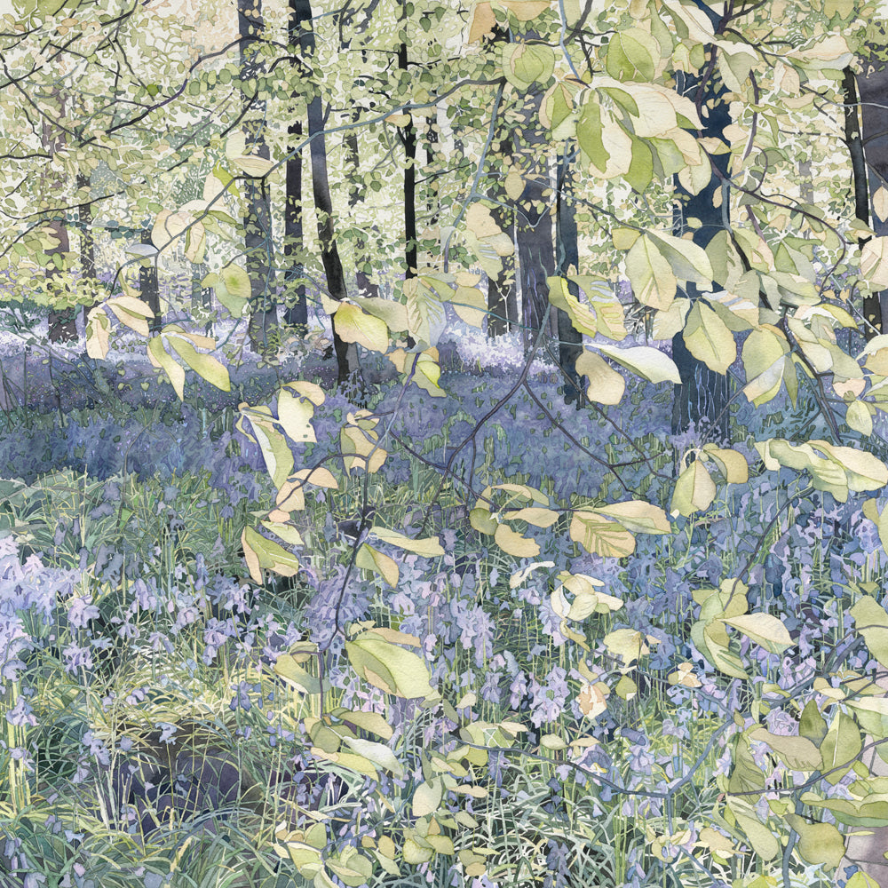 BLUEBELL WOODS, THE CHILTERNS - Greetings Card