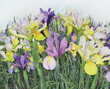 Load image into Gallery viewer, IRISES IN THE GARDEN - Original Painting
